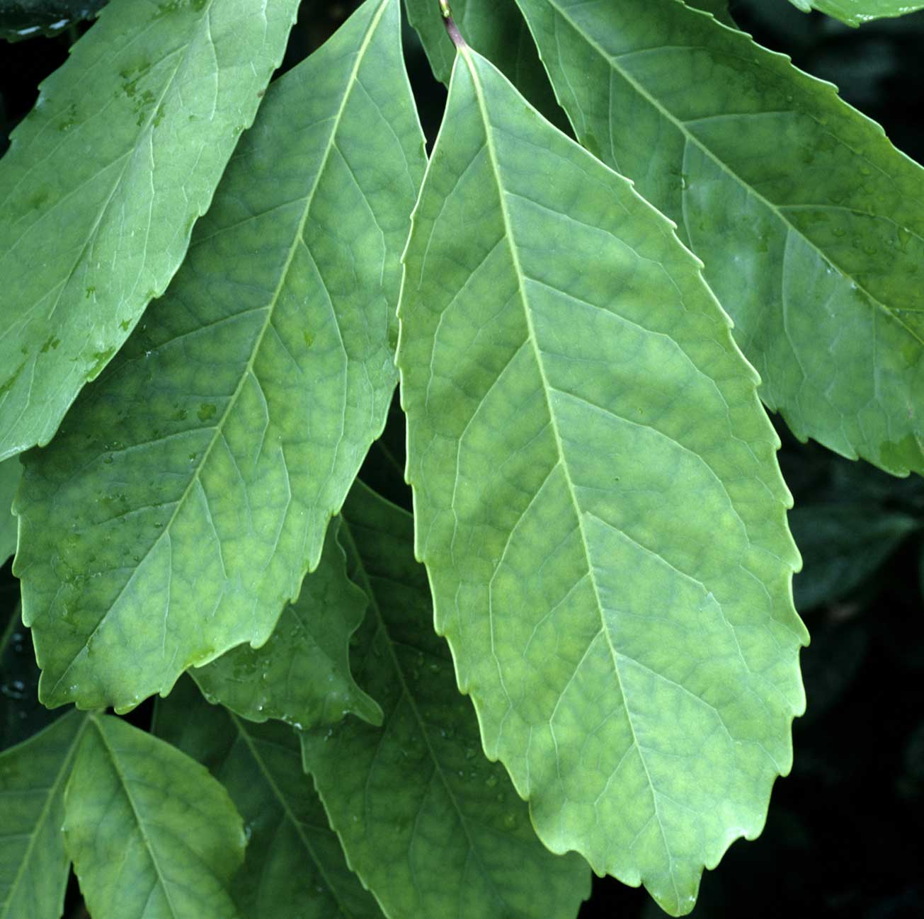 What's the Difference Between Yerba Mate and Kombucha?